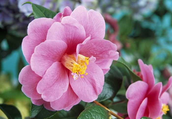 Camellia shrubs shade flowering blossoms burgess sinensis