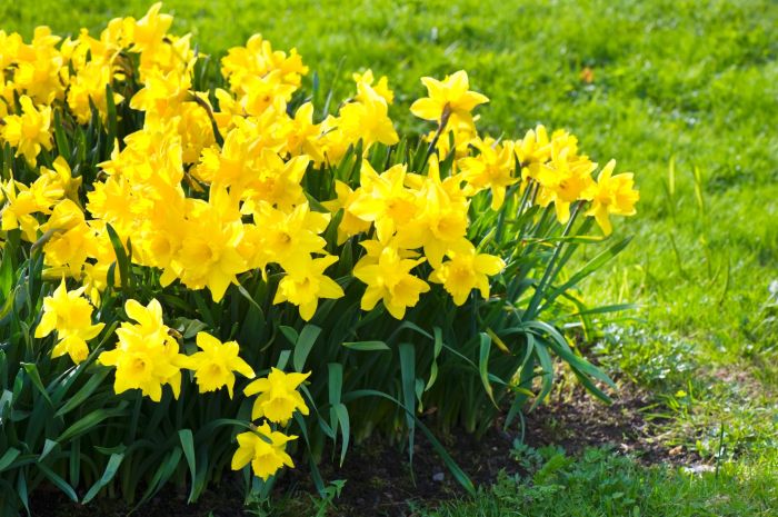 Plant with yellow flowers