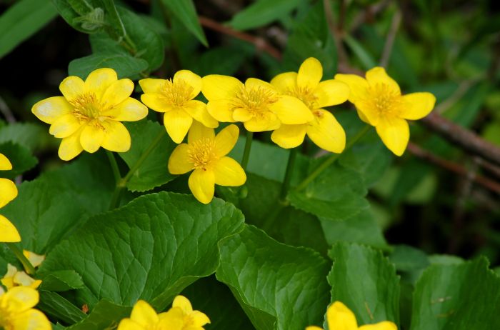 Plant with yellow flowers