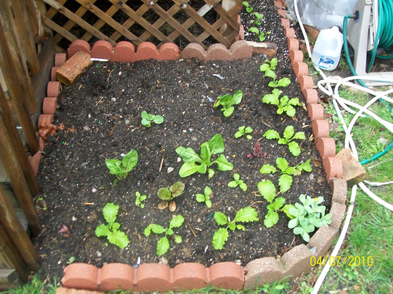 Gardening vegetable plant planting plants harvest thegardenglove territorial edible craftionary από αποθηκεύτηκε dates veggies preparing territorialseed glove