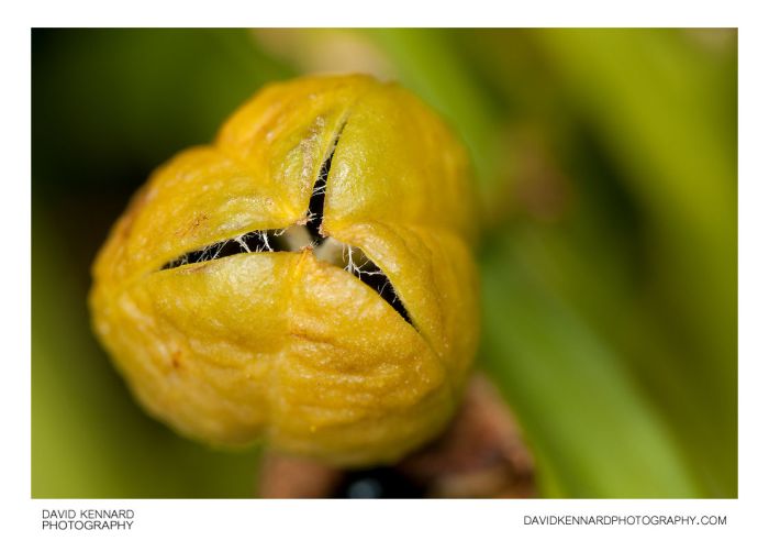 Pods seed cana lily visit