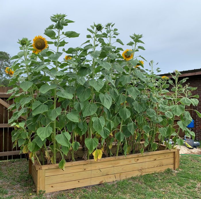 Can you plant sunflower seeds from a sunflower