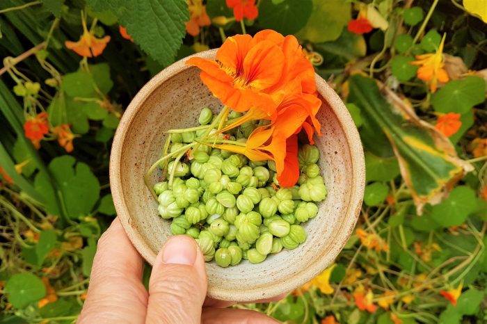 Can you plant green nasturtium seeds