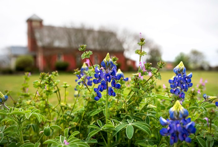 Wildflower wheelbarrow wildflowers planted wild