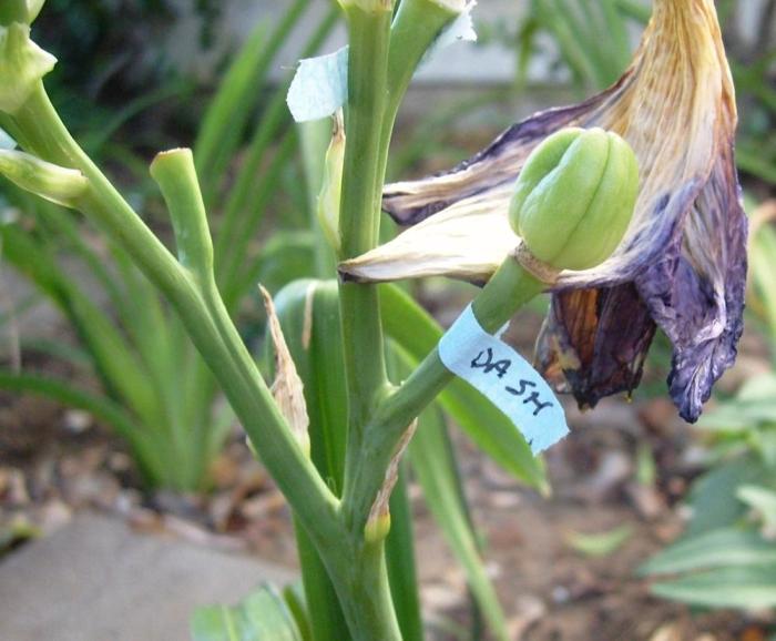 Can you plant seed pods from daylilies