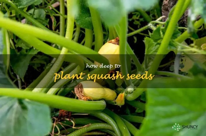 Can you plant squash seeds