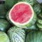 Can You Plant Seedless Watermelon Seeds?