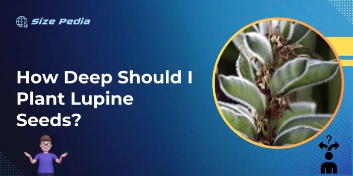 Can you plant lupine seeds in the fall