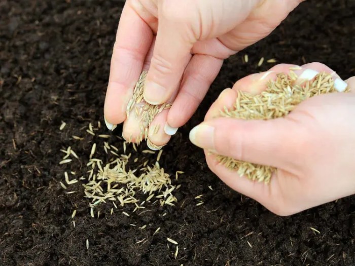 Can you plant grass seeds in march