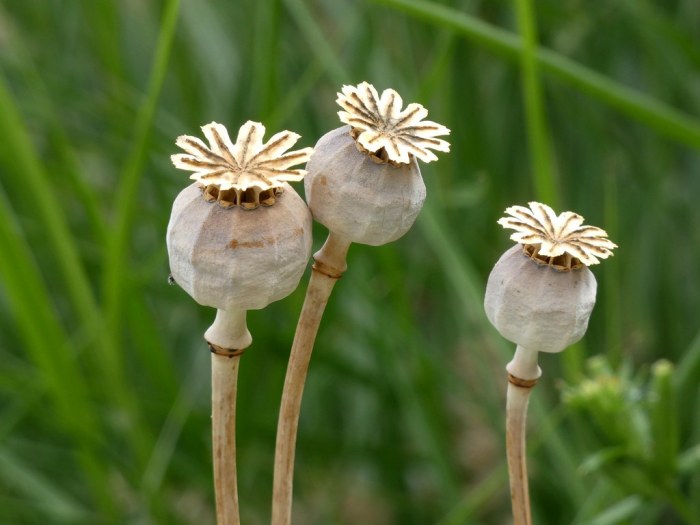 Pods poppies poppy pod drooping