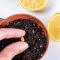 Can You Plant Lemon Seeds in a Pot?