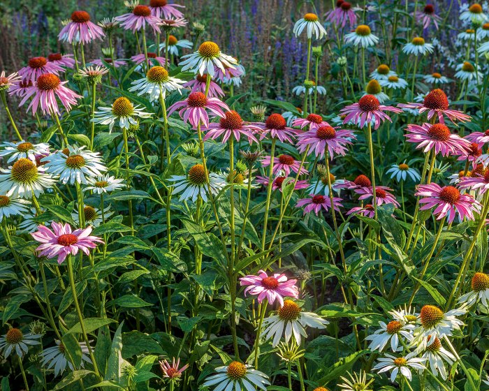 Can you plant wildflower seeds in fall