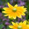 Can You Plant Rudbeckia Seeds in the Fall?