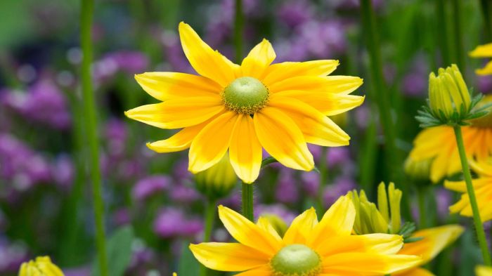 Can you plant rudbeckia seeds in the fall