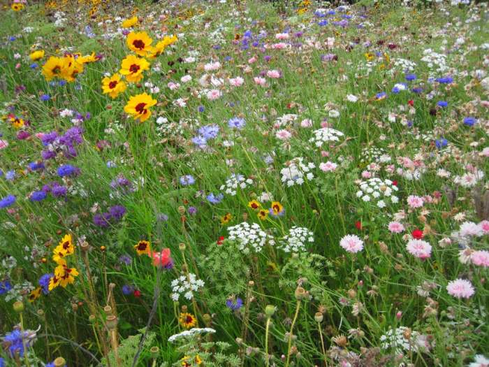 Can you plant wildflower seeds in grass