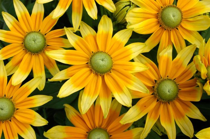 Can you plant rudbeckia seeds in the fall