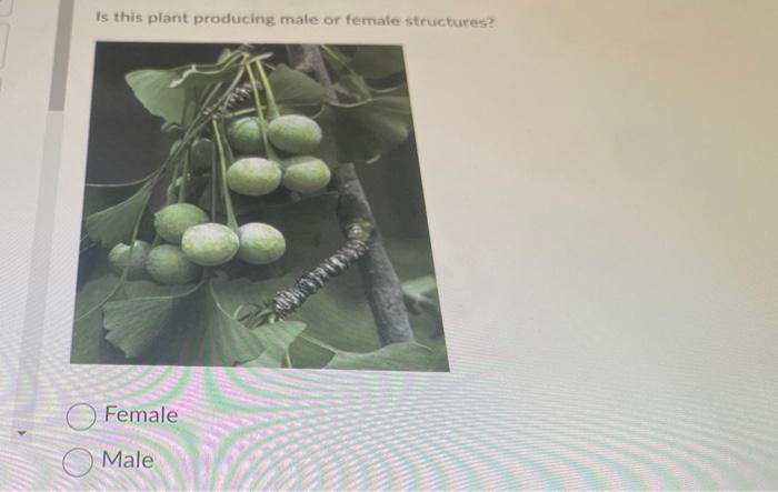 Do female plants produce male seeds