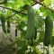 Can You Plant Seeds From a Cucumber?