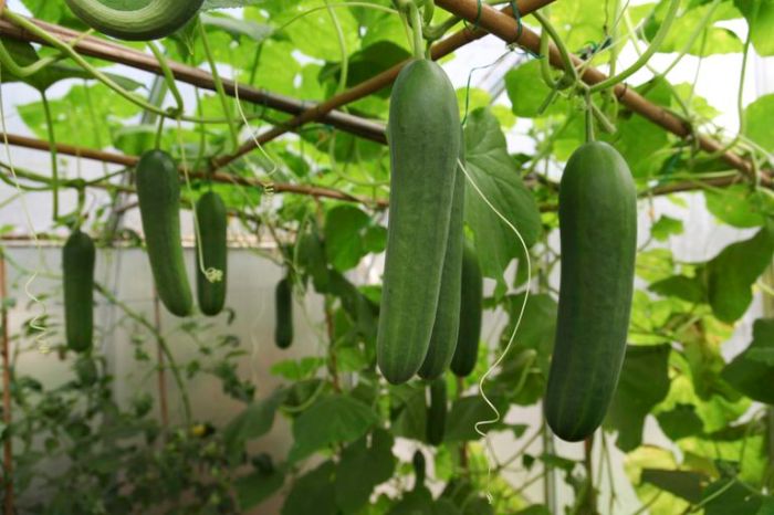 Cucumber cucumbers planting seedlings harvest ranging temperatures annuals tender