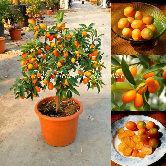 Can you plant kumquat seeds