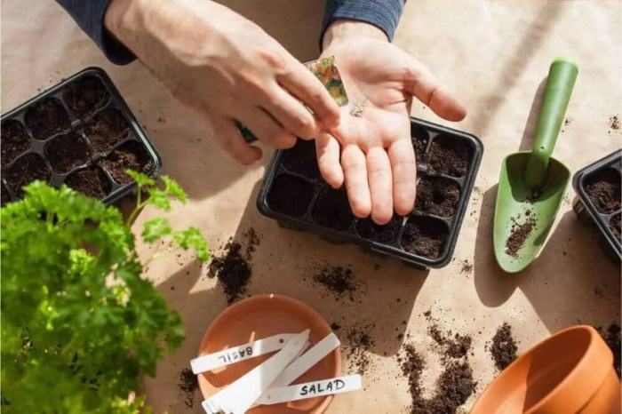 Can you plant seeds anytime indoors