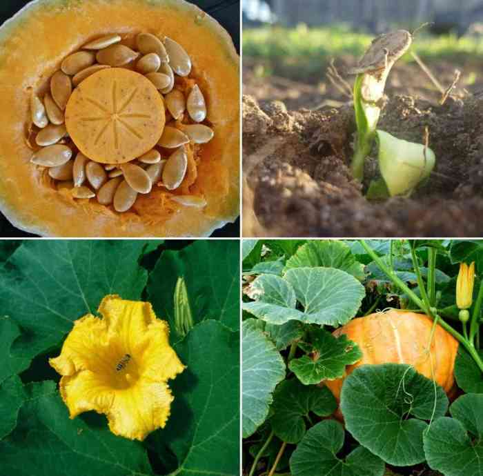 Can you plant pumpkin seeds in august