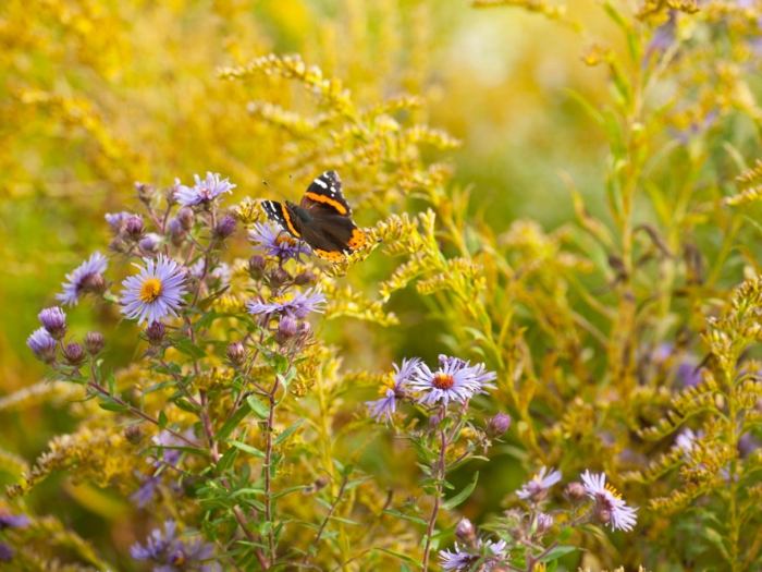 Can you plant wildflower seeds in fall