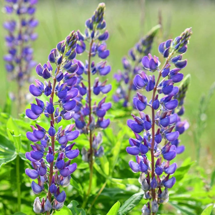 Can you plant lupine seeds in the fall