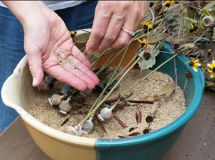 Can you plant seeds straight into the ground