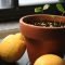 Can You Plant Lemons From Seeds?