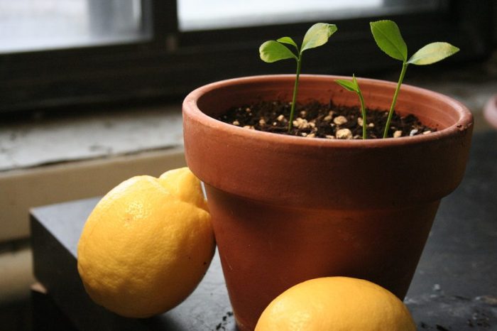 Can you plant lemons from seeds