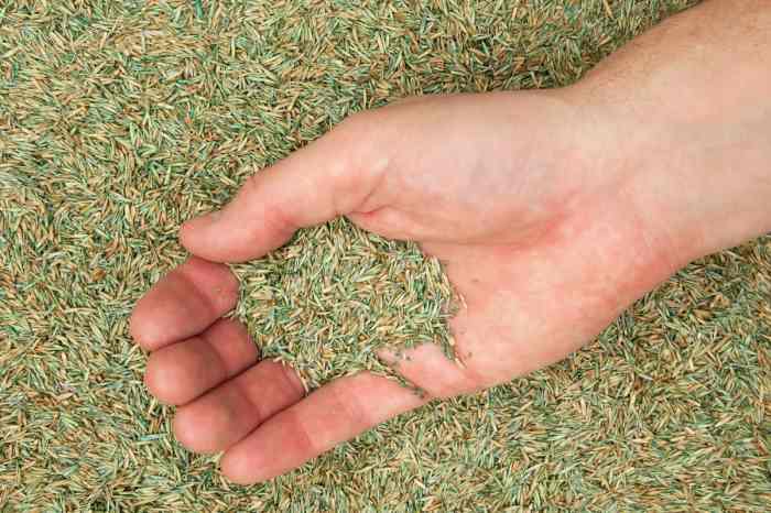 Can you plant grass seed without fertilizer