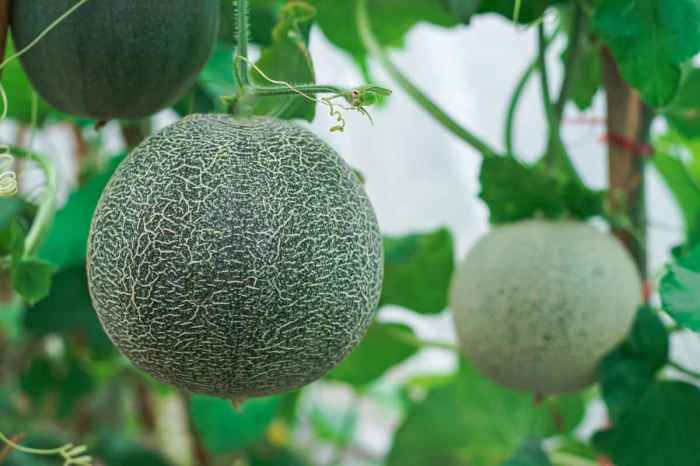 Can you plant honeydew seeds