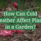 Can You Plant Seeds in Cold Weather?