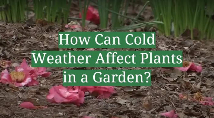 Can you plant seeds in cold weather