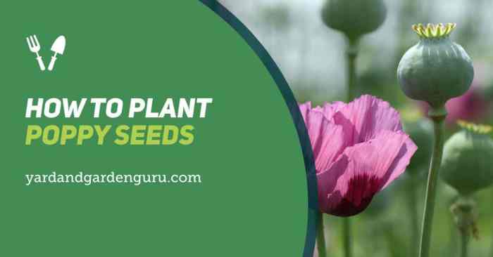 Can you plant poppy seeds in the fall