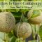 Can You Plant Seeds From a Cantaloupe?