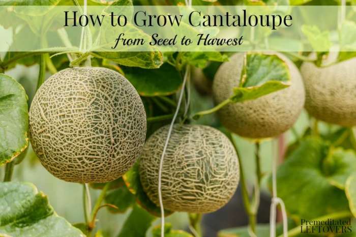 Can you plant seeds from a cantaloupe