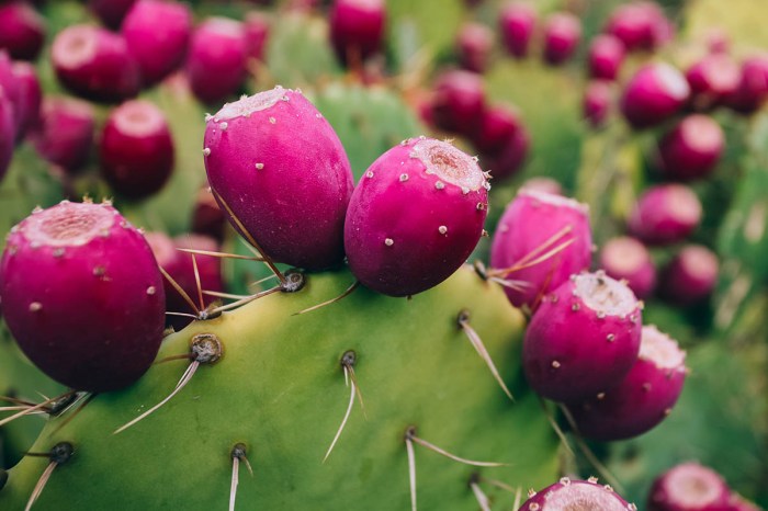 Can you plant prickly pear seeds