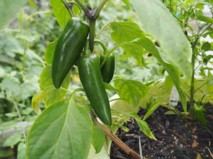 Can you plant seeds from a jalapeno