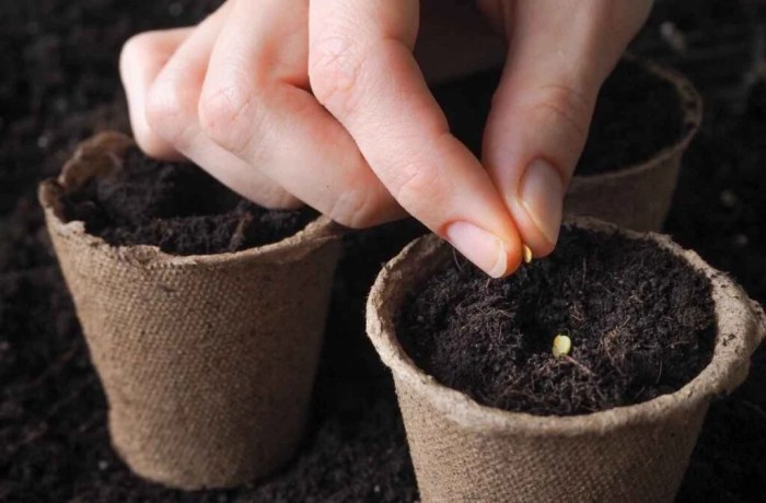 Can you plant seeds directly from a tomato