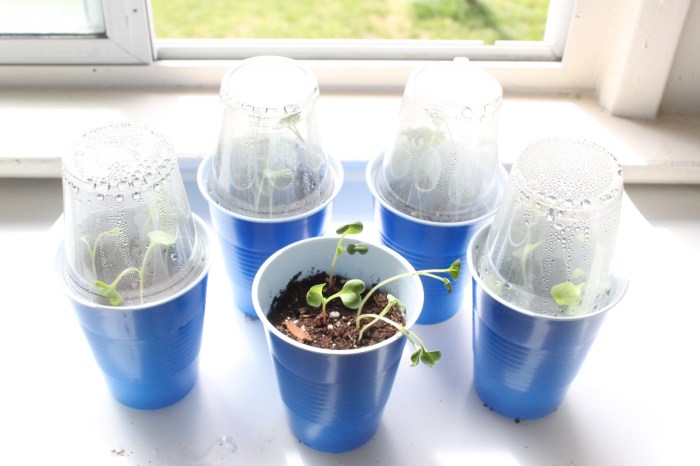 Can you plant seeds in clear plastic cups