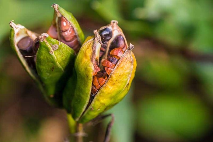 Can you plant iris seed pods