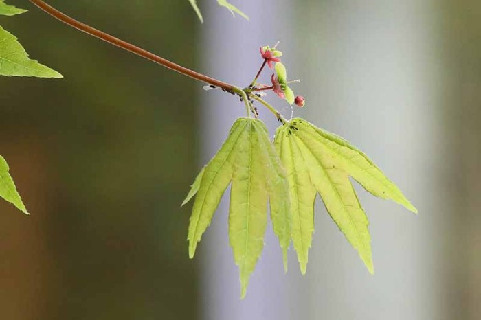 Can you plant japanese maple seeds