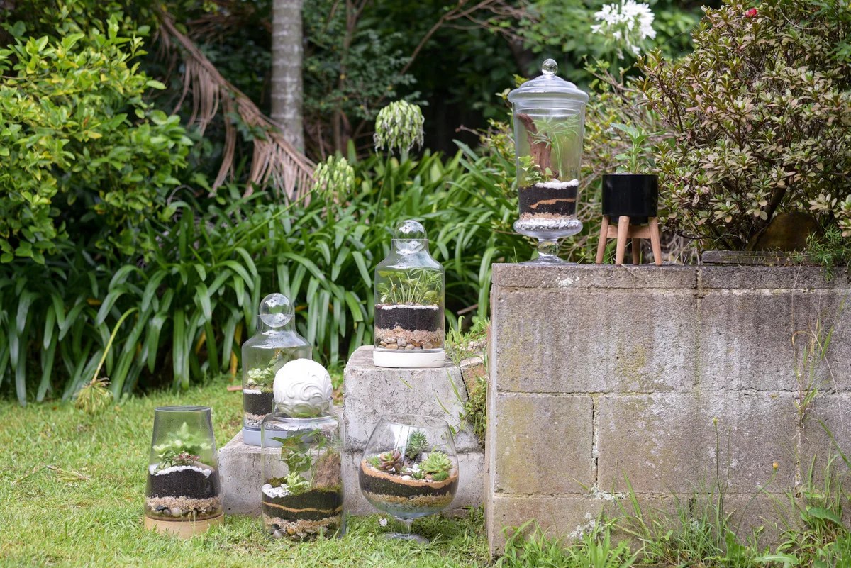 Can you plant seeds in a terrarium