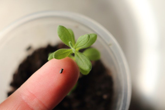 Can you plant lavender seeds in the fall