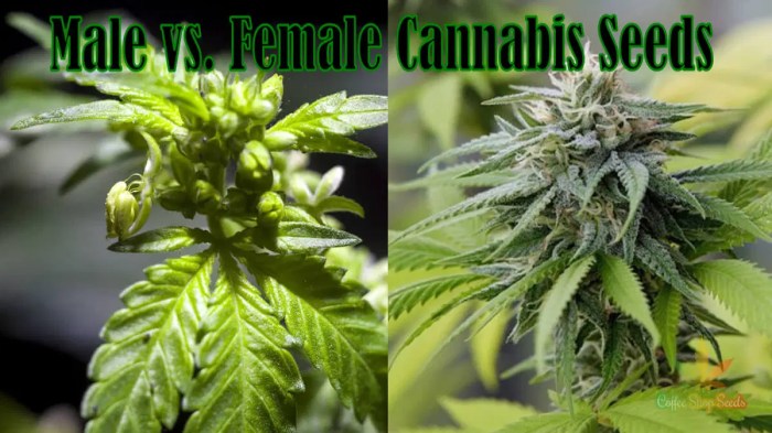 Do female weed plants produce female seeds