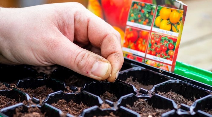 Can you plant seeds directly from a tomato