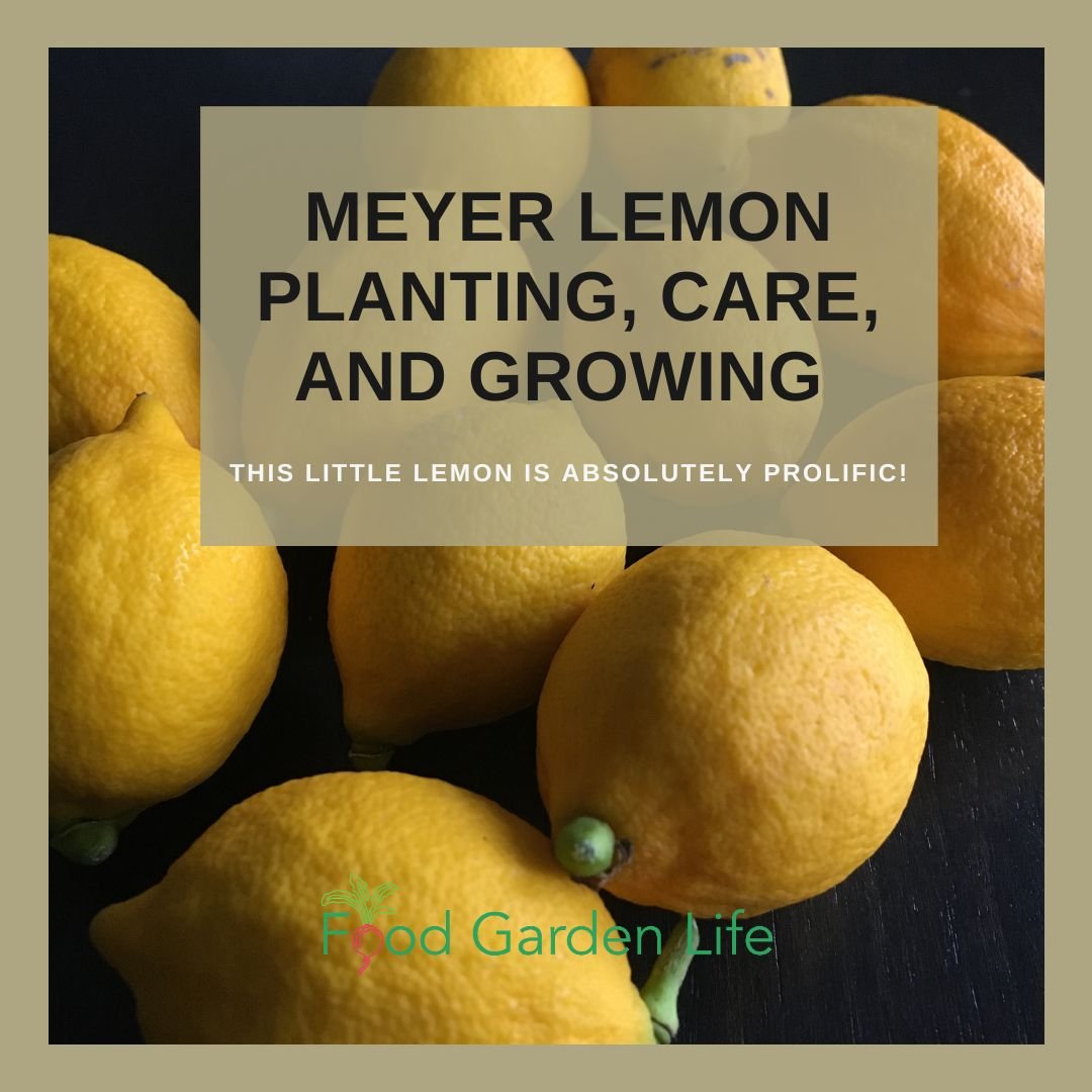 Can you plant meyer lemon seeds