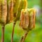 Can You Plant Iris Seed Pods?